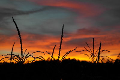 Silhouette plants against sky during sunset