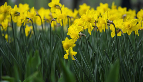 Close-up of yellow daffodil flowers on field