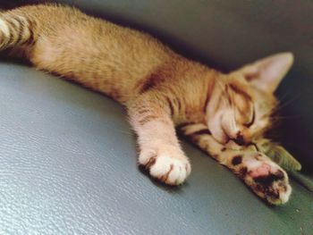 Close-up of cat sleeping