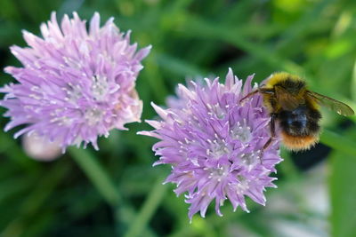 Close-up of bee pollinating on pink flower