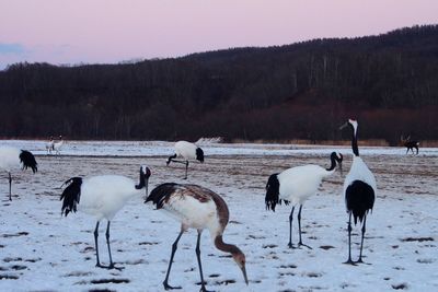 Red-crowned cranes perching on snow covered field during sunset