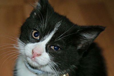 Close-up portrait of cat