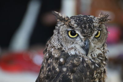 Close-up portrait of owl