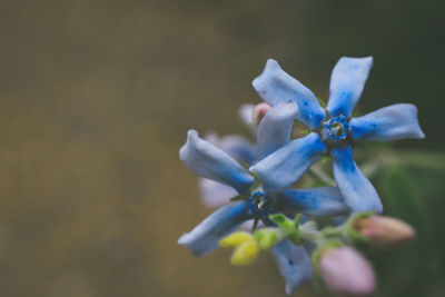 Close-up of orange flowers