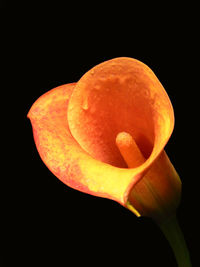 Close-up of flower over black background