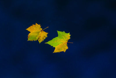 Close-up of autumnal leaves over blue background