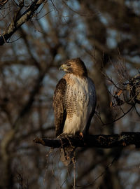 Close-up of owl perching on tree