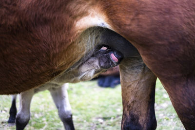 Close-up of little horse feeding