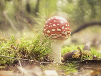 Toadstool in forest 