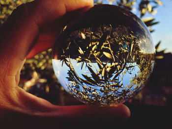 Close-up of hand holding crystal ball on olive tree