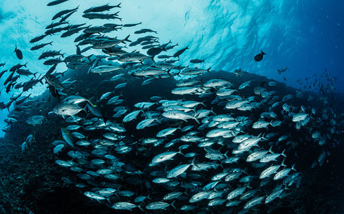 Fish swimming in sea