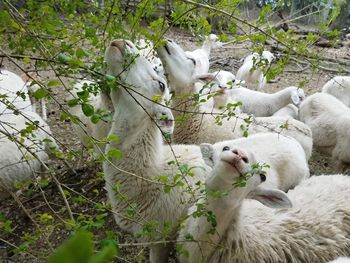 Close-up of sheep eating foliage