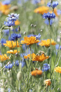 Close-up of honey bee pollinating on purple flower