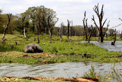 Hippo on grassland by lake in kenya