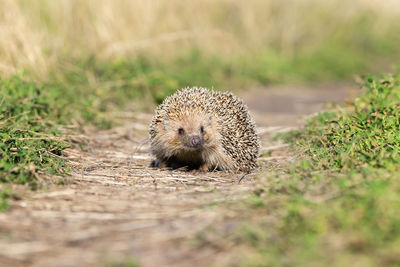 Close-up portrait of a reptile on a field