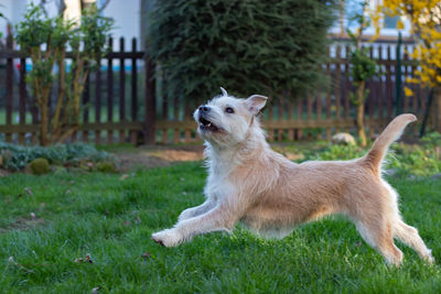 Full length of a dog looking away