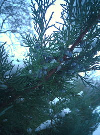 Low angle view of trees against sky during winter