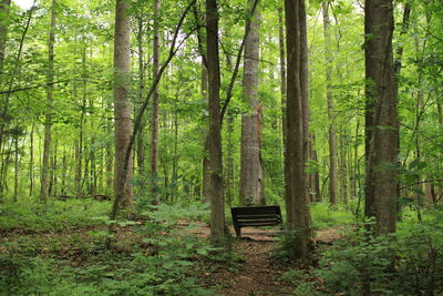 Trees and plants in forest