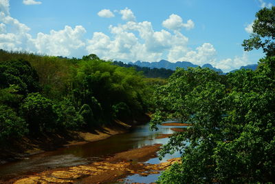 Scenic view of river amidst trees against sky