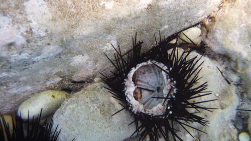 Close-up of dead plant in sea