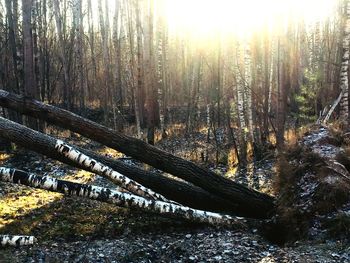 Scenic view of forest during winter