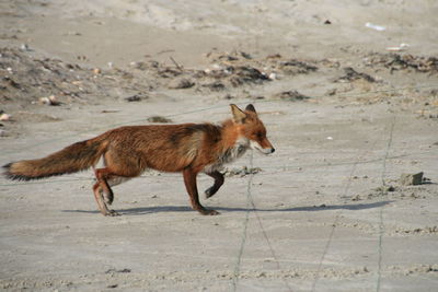 Side view of a fox running