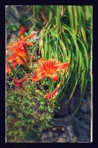 Close-up of orange day lily plants