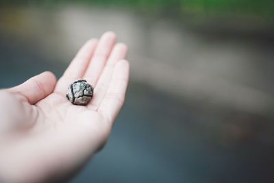 Close-up of a hand holding pine cone