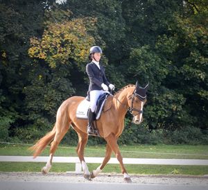 Full length of man riding horse on trees