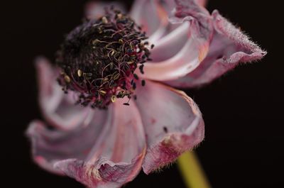 Close-up of wilted flower against black background