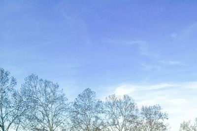 Low angle view of bare trees against blue sky