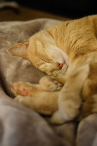 Close-up of cat sleeping