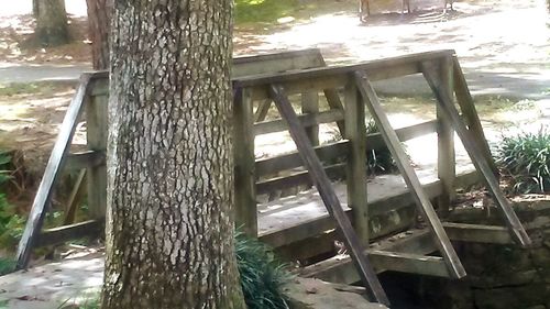 Close-up of damaged tree trunk