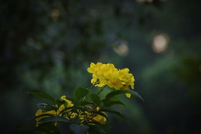 Close-up of yellow flowering plant