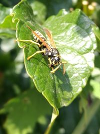 Close-up of insect on leaf