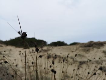 Close-up of flowering plant on land against sky