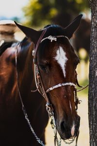 Close-up of brown horse standing outdoors