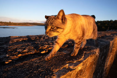 Cat walking on a land