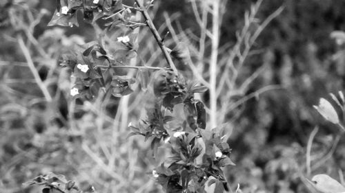 Close-up of flowers on plant