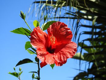 Close-up of red hibiscus flower