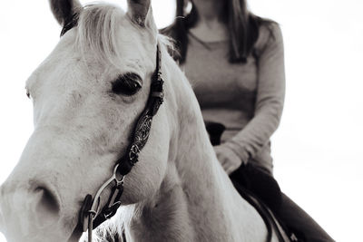 Close-up of horse outdoors