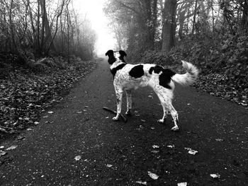 Dog with dogs in park