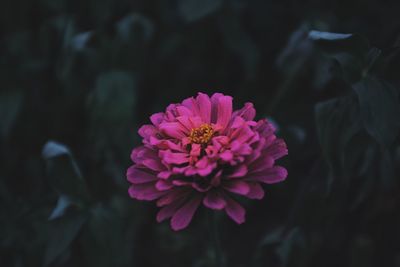 Close-up of pink flower