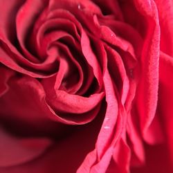 Close-up of red rose