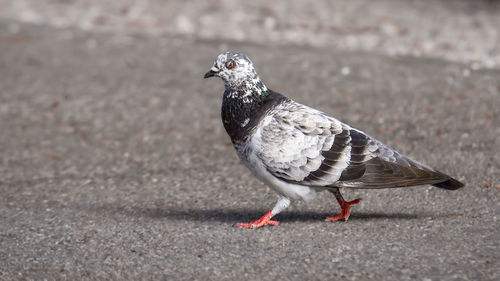 Close-up of pigeon perching