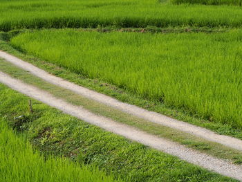 Scenic view of agricultural field