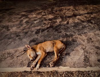 High angle view of dog walking on road