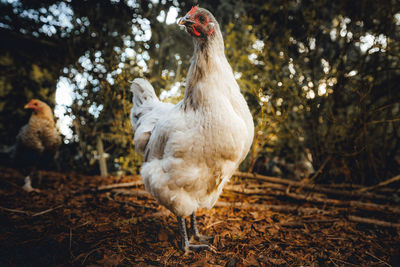 Lavender orpington chicken standing in a forested suburban backyard.