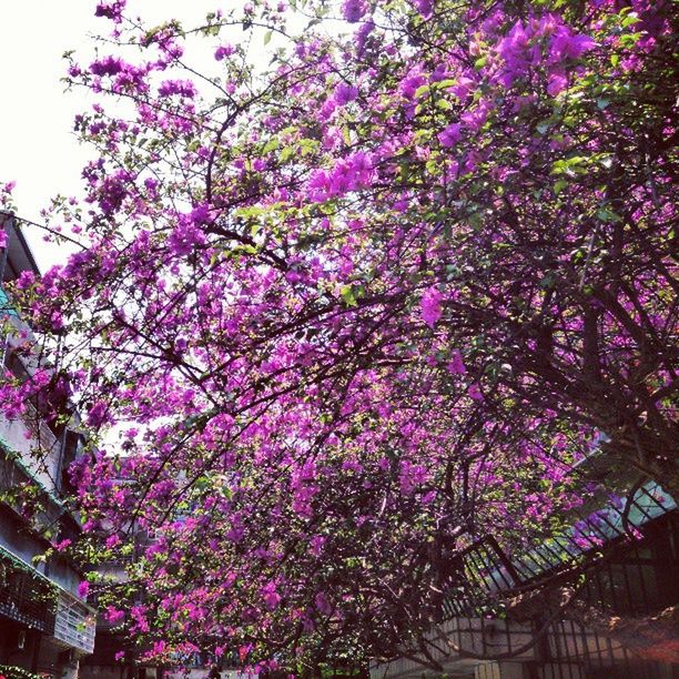 flower, growth, tree, freshness, pink color, beauty in nature, fragility, blossom, nature, branch, in bloom, low angle view, blooming, built structure, building exterior, springtime, abundance, cherry blossom, architecture, plant