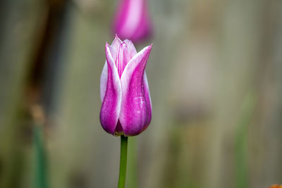 Close-up of pink flower